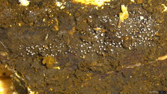 Gloiosphaera