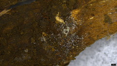 Gloiosphaera