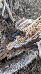Gloiosphaera
