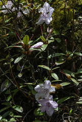Rhododendron virgatum