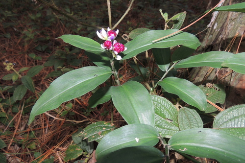 Image of Dichorisandra hexandra by (c) William G. Borges, some rights reserved (CC BY)