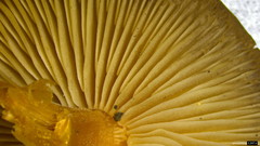 Strobilurus stephanocystis