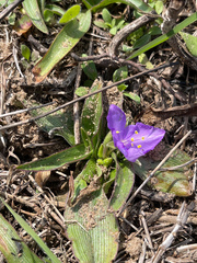 Tradescantia humilis