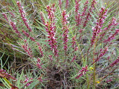 Agathosma pungens