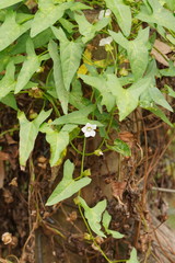 Calystegia marginata