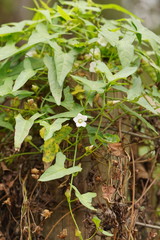 Calystegia marginata