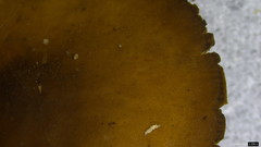 Strobilurus stephanocystis