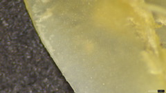 Strobilurus stephanocystis