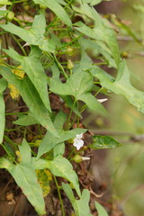 Calystegia marginata