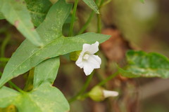 Calystegia marginata