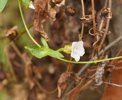 Calystegia marginata