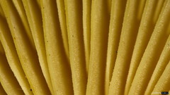 Strobilurus stephanocystis