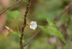 Calystegia marginata