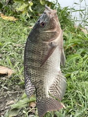 Oreochromis aureus