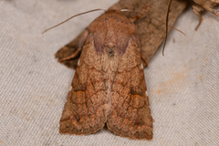 Orthosia ferrigera