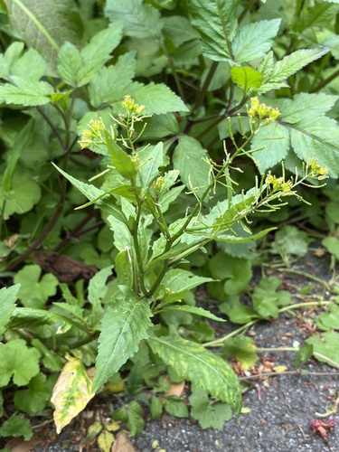 Rorippa dubia