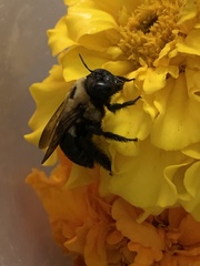 Xylocopa virginica image