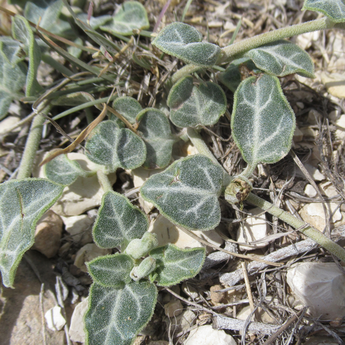 Acleisanthes crassifolia
