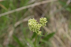 Valeriana edulis