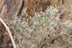 Galium stellatum eremicum