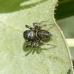 Heliophanus aeneus
