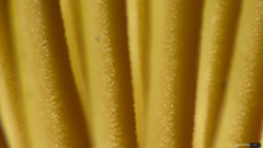 Strobilurus stephanocystis