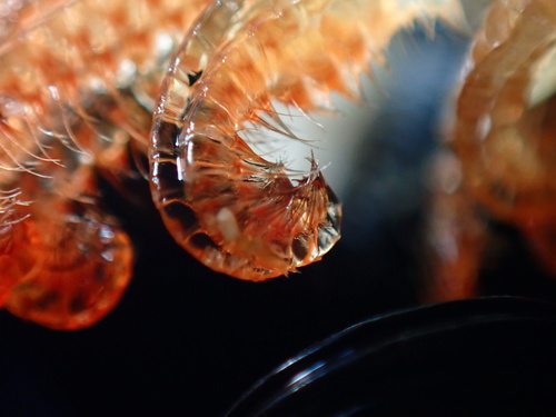 Gooseneck Barnacle, photo 7 of 8
