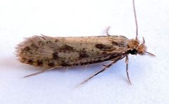 Amydria arizonella