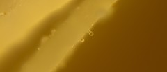 Strobilurus stephanocystis