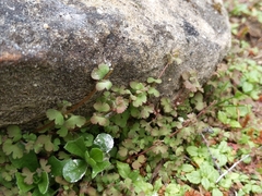 Pterostegia drymarioides