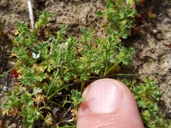Alchemilla occidentalis