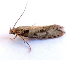 Amydria arizonella