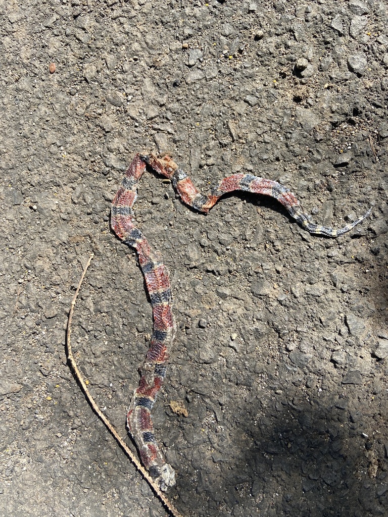 Central American Coralsnake From Carretera Atiquizaya San Lorenzo