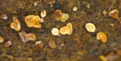 Ascomycota