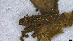 Ascomycota