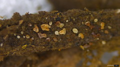 Ascomycota
