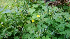 Oxalis corniculata