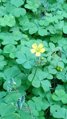 Oxalis corniculata