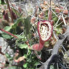 Aristolochia coryi
