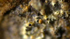 Fungi
