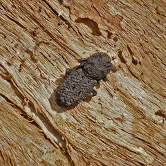 Phloeodes diabolicus