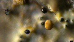 Fungi