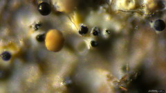 Fungi