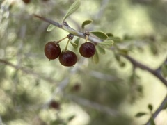 Condalia globosa