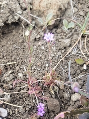 Gilia tenuiflora