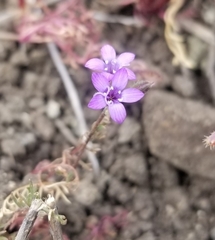 Gilia tenuiflora