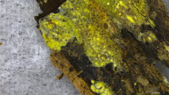Mycoacia