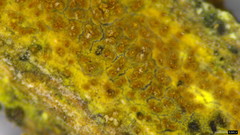 Mycoacia