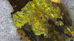 Mycoacia