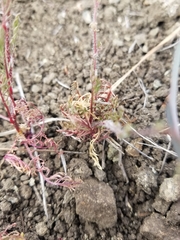 Gilia tenuiflora